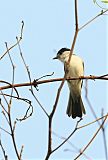 White-naped Xenopsaris